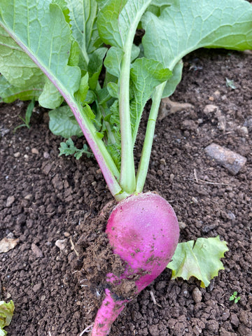 Purple  Plum  Radish - 250 gm