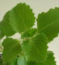Owa leaves (Mexican Oregano) - 150gms