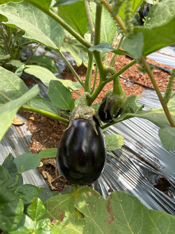 Eggplant large (Bharta Vangi) - 500 gm