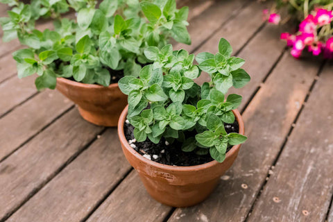 Oregano Sapling - 1 Plant