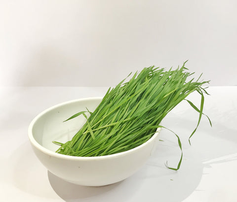 Wheatgrass -50 gm