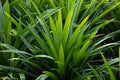 Pandanus - 150 gm