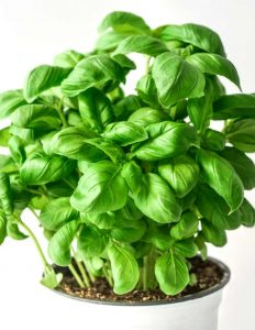 Sweet Basil Sapling - 1 Plant