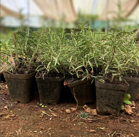 Rosemary Sapling - 1 Plant